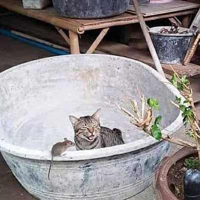 potret kucing dan hewan lain (instagram.com/kucinggemes)