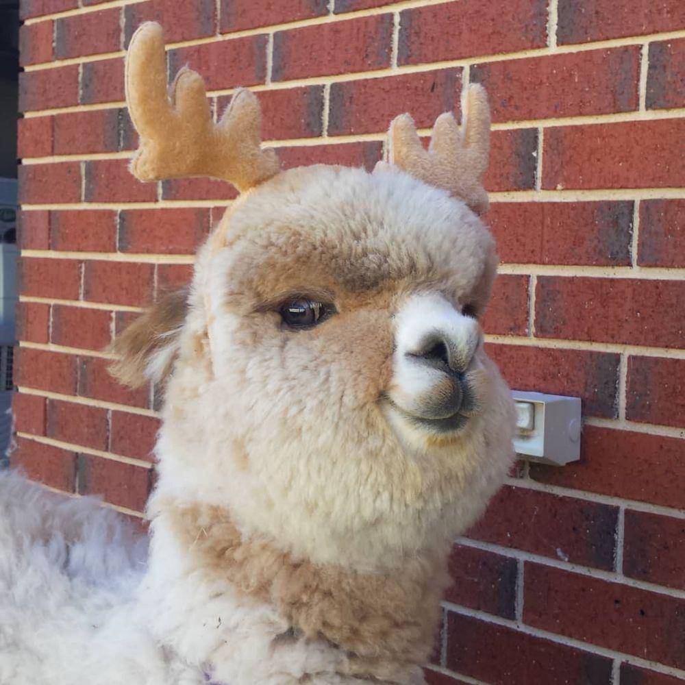 potret lucu alpaka (instagram.com/alfie_the_alpaca_in_adelaide)