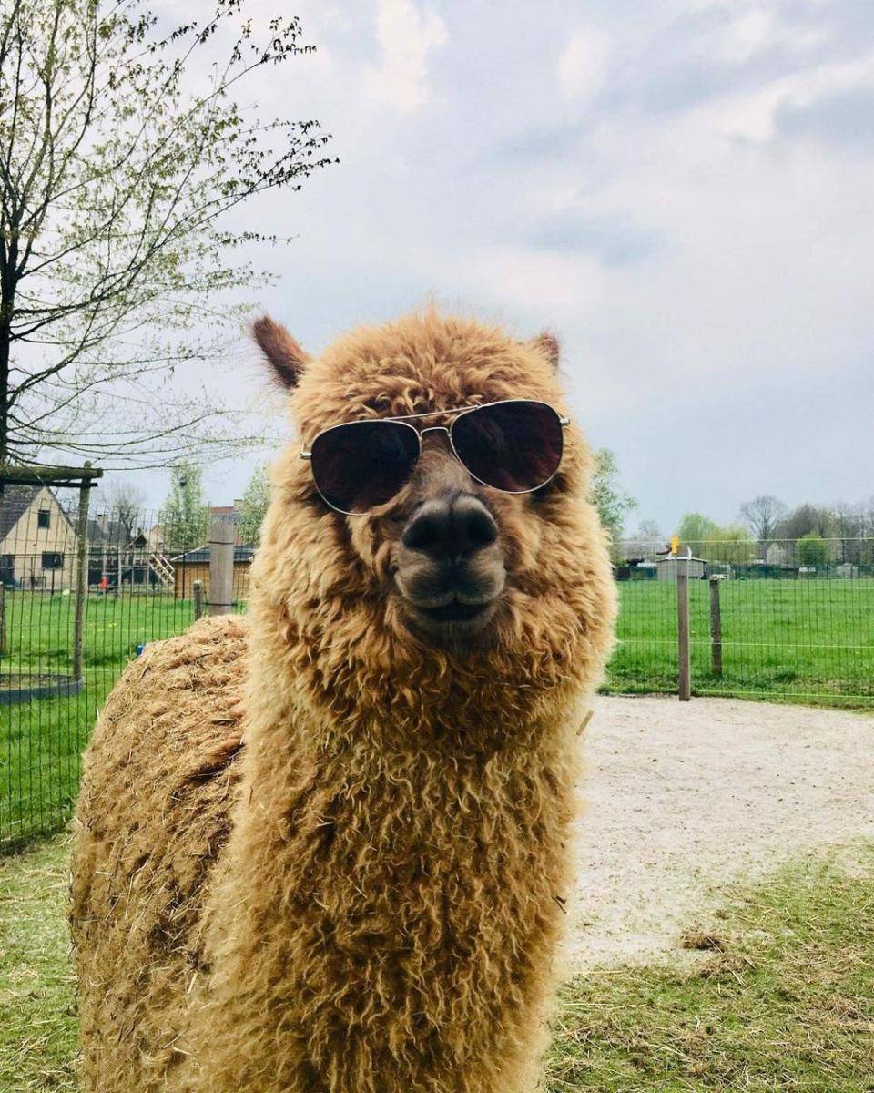potret lucu alpaka (instagram.com/alpaca.bee)