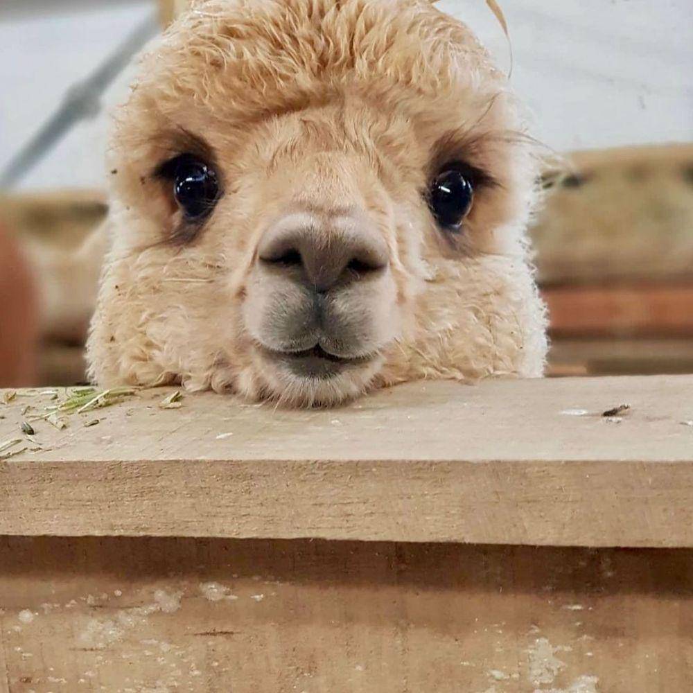 potret lucu alpaka (instagram.com/shamarra_alpacas)