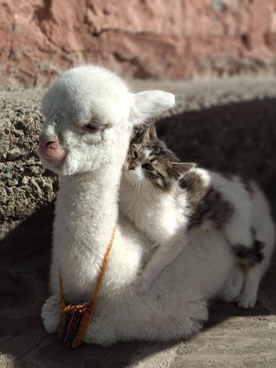 potret lucu alpaka (reddit.com/user/mytl)