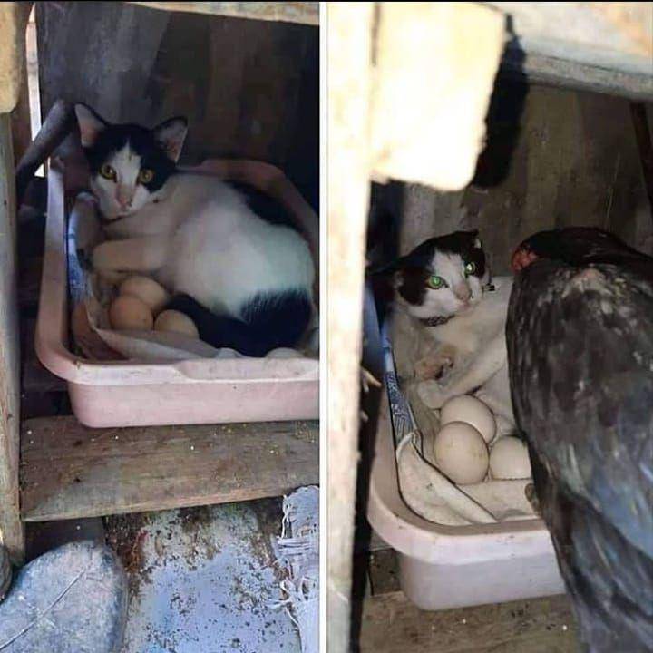 potret kucing dan hewan lain (instagram.com/sahabat_pecintakucing)