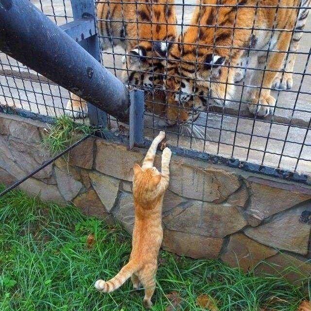 potret kucing dan hewan lain (instagram.com/kuceng_viral)
