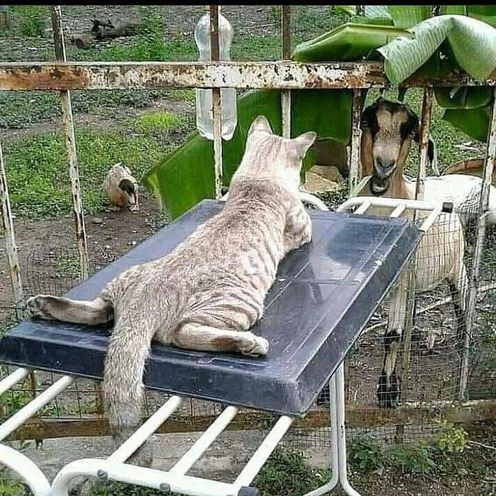 potret kucing dan hewan lain (instagram.com/kuliner_enak13)