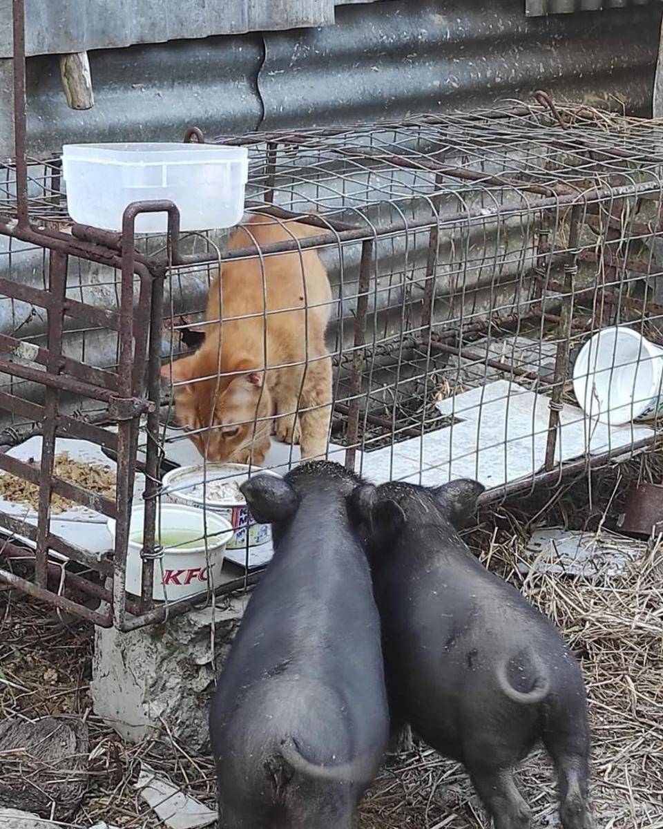 potret kucing dan hewan lain (instagram.com/instakocheng)
