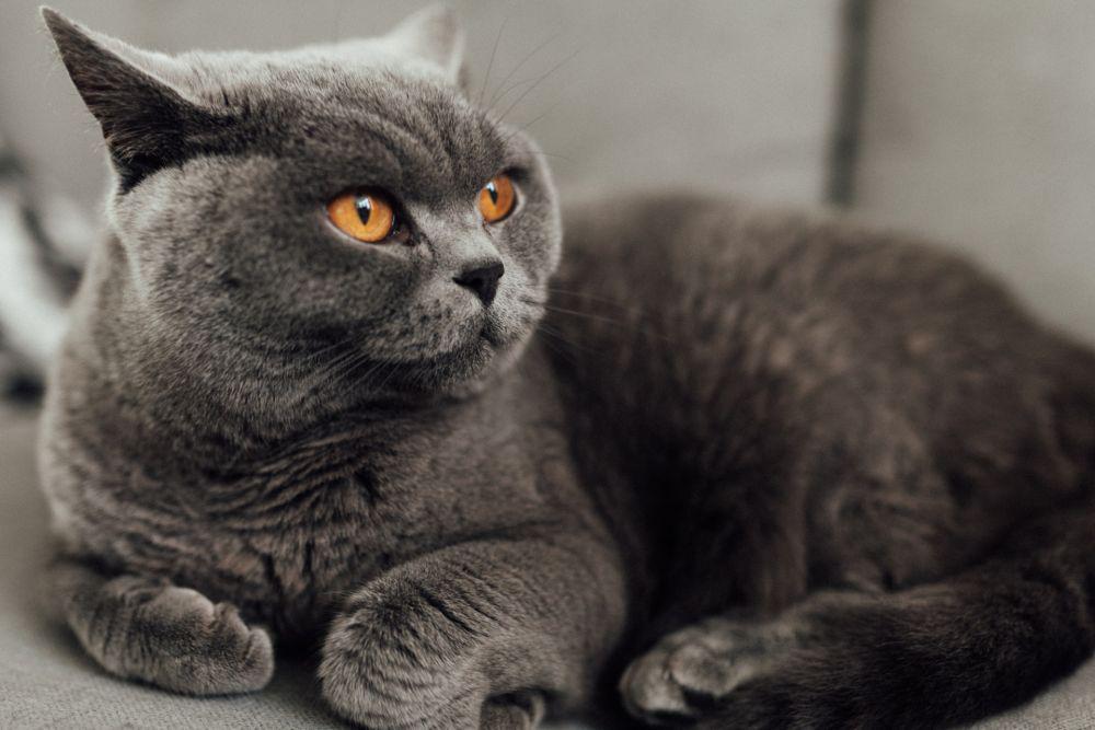 ilustrasi kucing abu-abu (unsplash.com/Josh Couch)