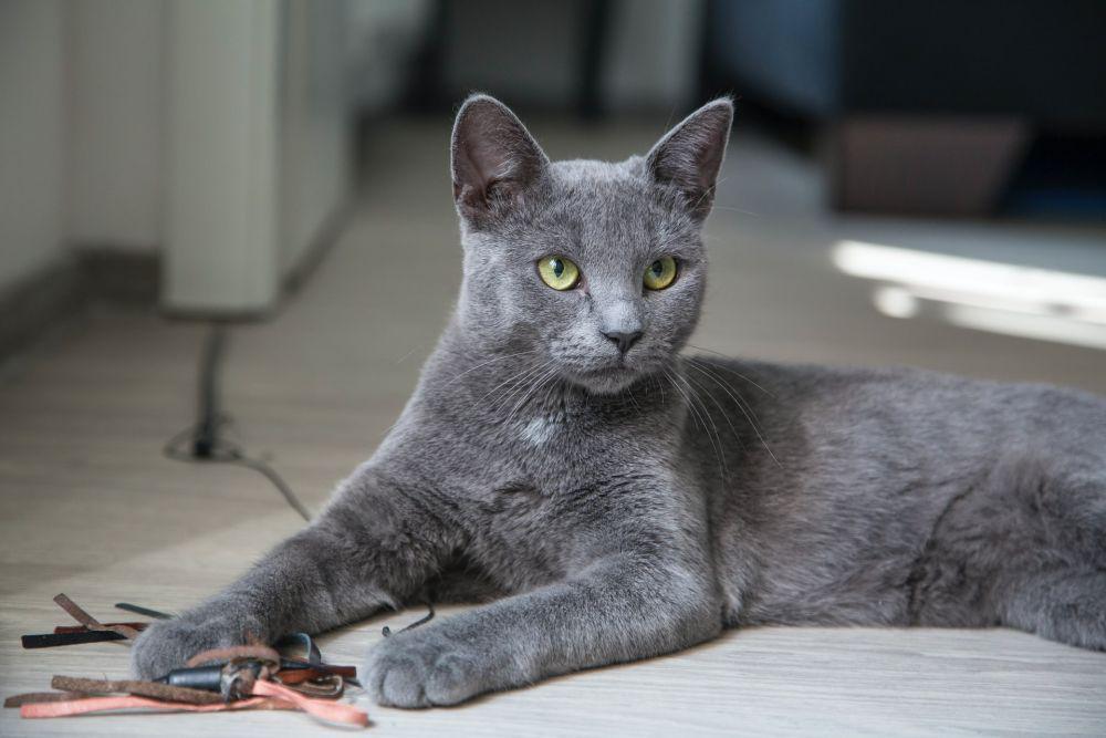 Inspirasi Nama Kucing Abu-abu, dari Misterius hingga Anggun