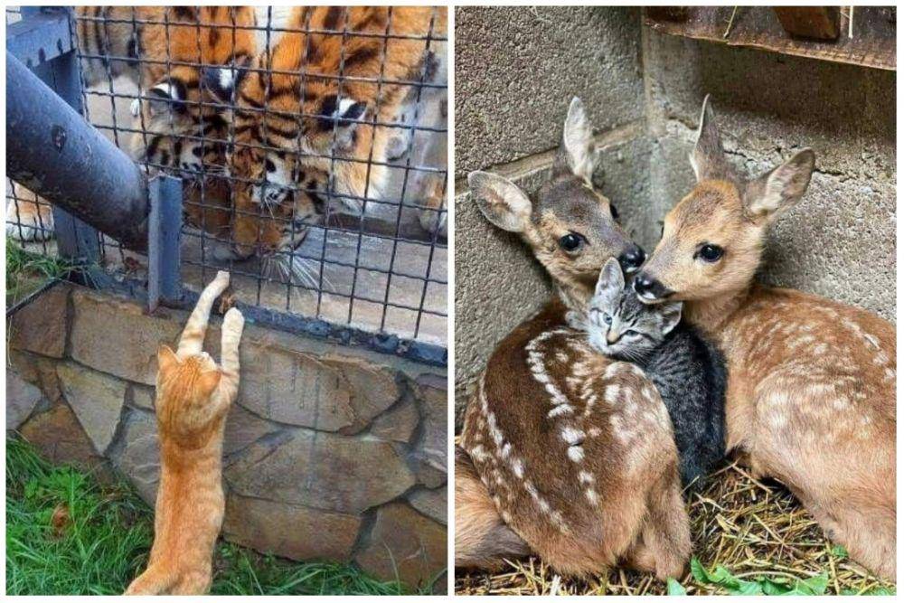 kolase potret kucing dan hewan lain (instagram.com/kuceng_viral | instagram.com/instakocheng)