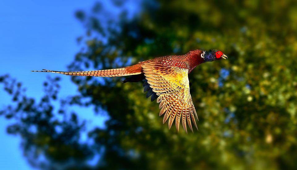 ilustrasi burung berekor panjang (pixabay.com)