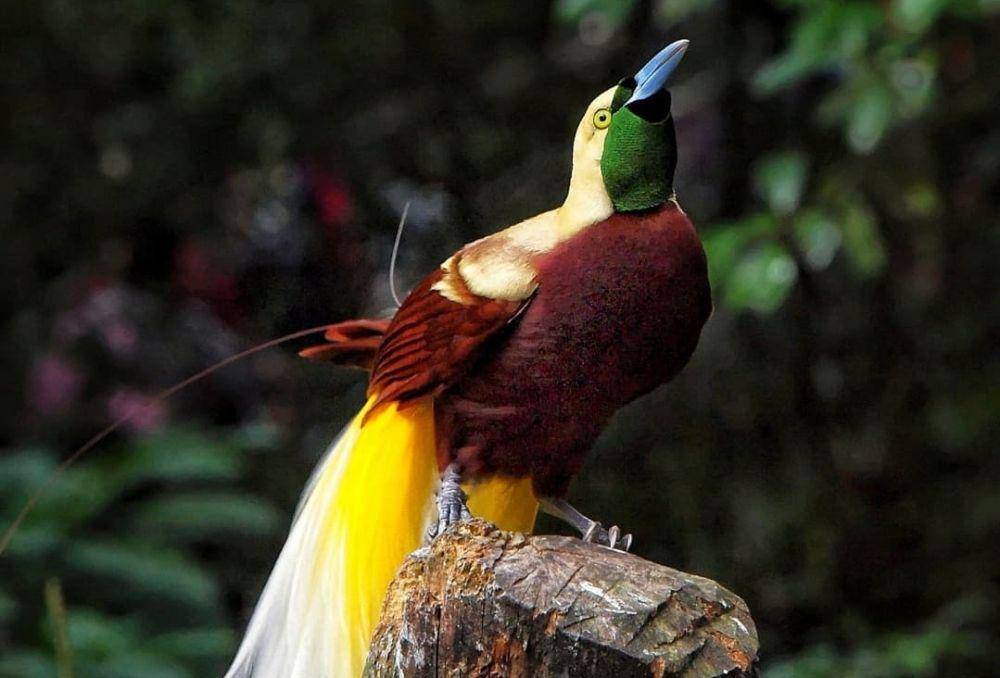Burung Cendrawasih (instagram.com/irawan.subingar)
