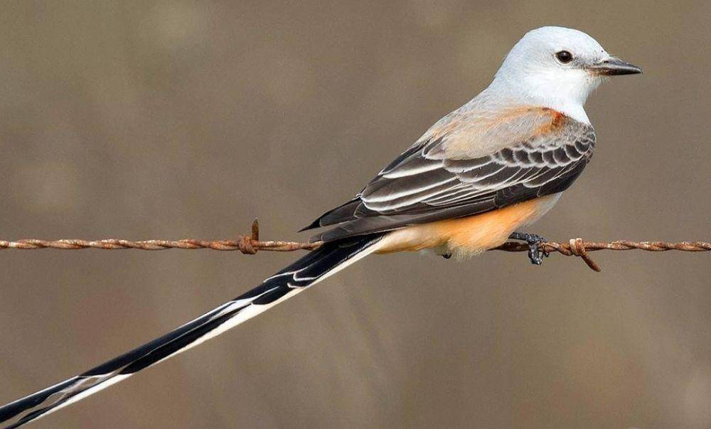 Scissor tailed flycatcher (instagram.com/cornellbirds)