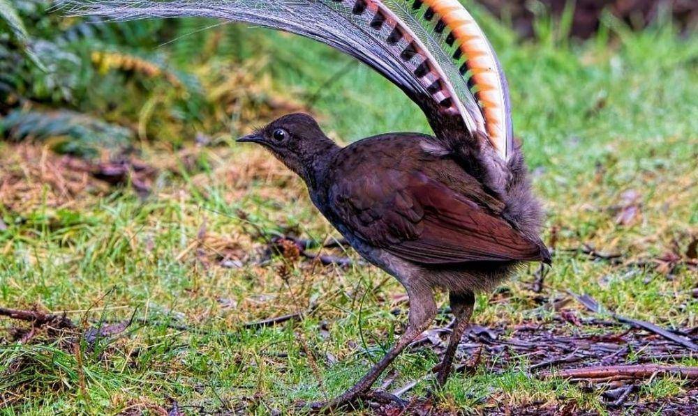 Superb lyrebird (instagram.com/dawnchorus_stopandlisten)