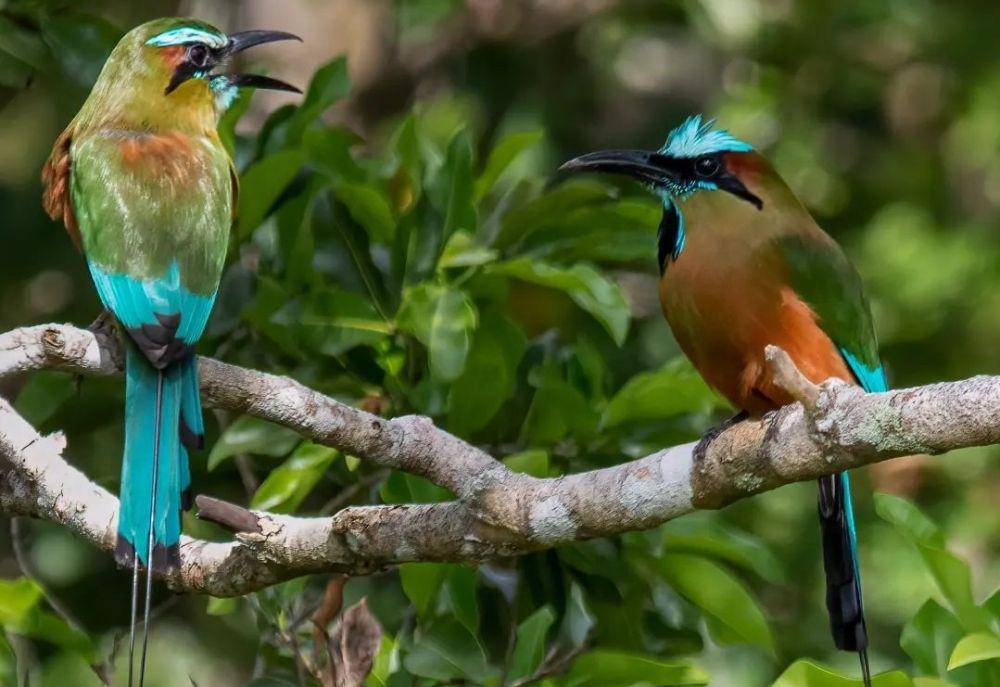 Turquoise-Browed Motmot (instagram.com/rafaelrodriguezbrito)