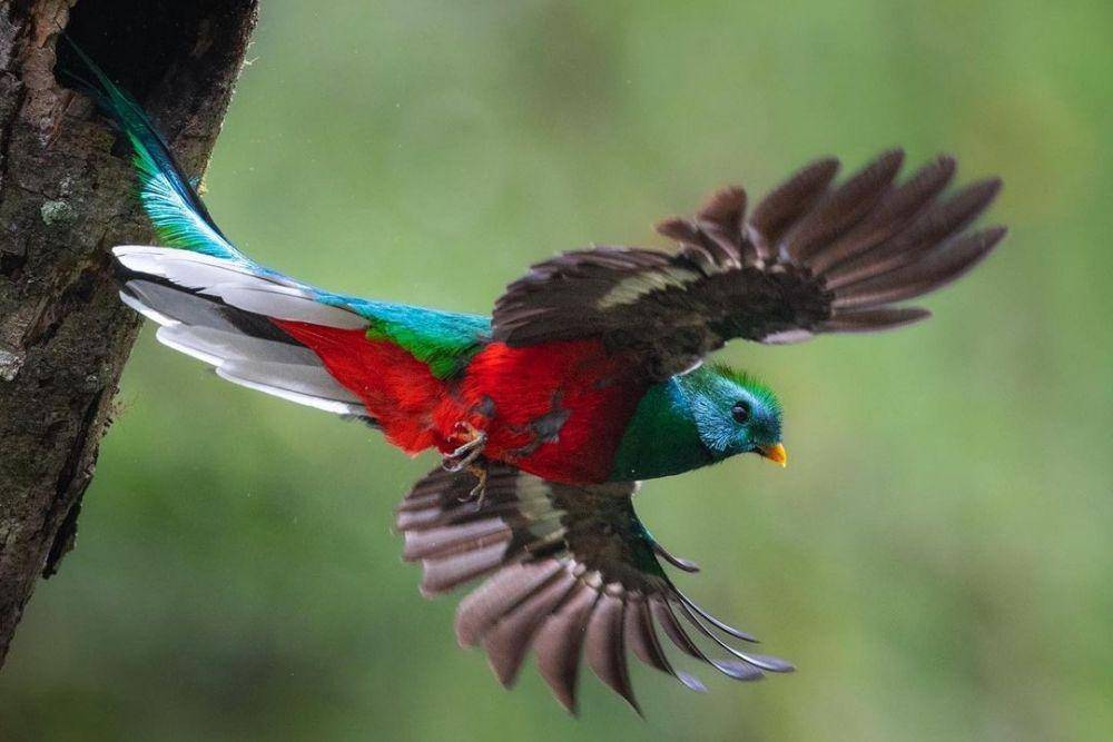 Resplendent Quetzal (instagram.com/osa_photography)
