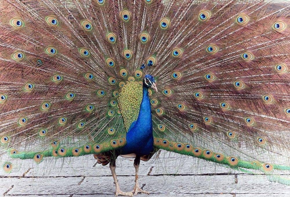 Burung Merak (instagram.com/taman_safari)