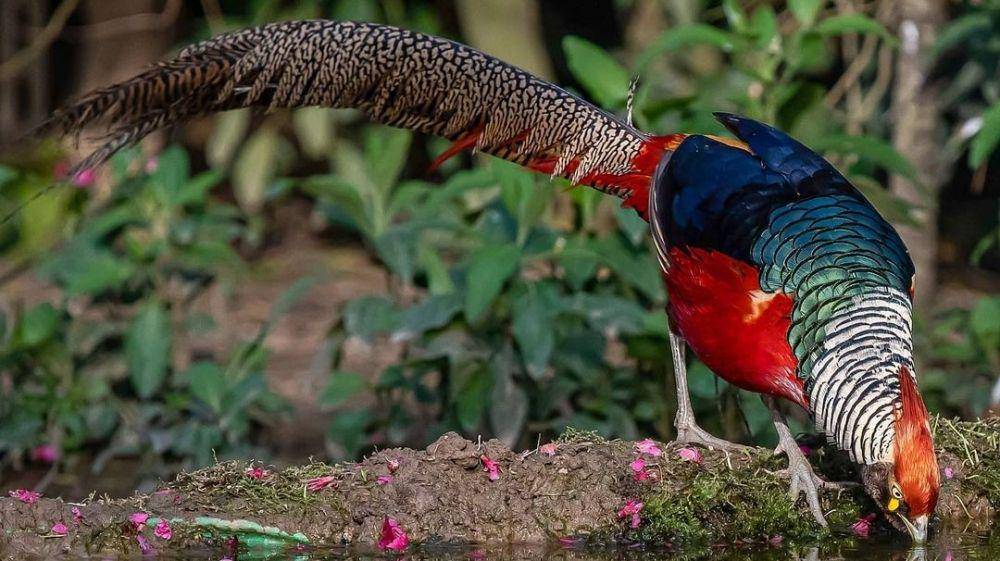 Lady Amherst’s Pheasant (instagram.com/derrickw0ng)