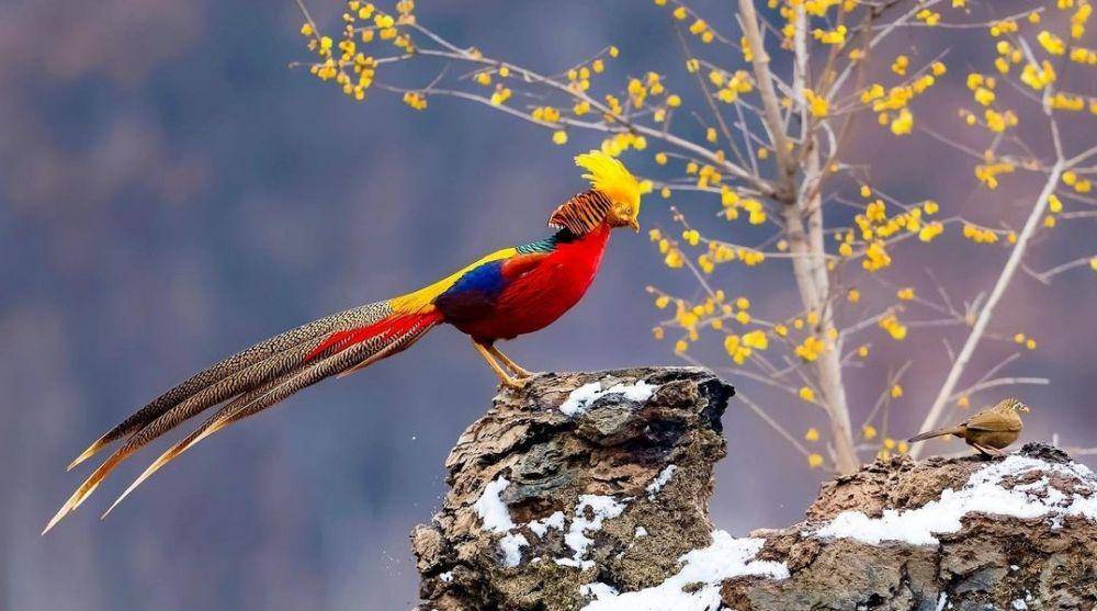 Golden Pheasant (instagram.com/imkhalidsharif)