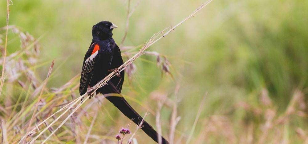 Long-Tailed Widowbird (instagram.com/devriesdonovan)