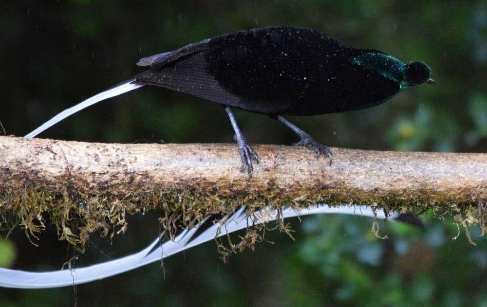 Ribbon Tailed Astrapia (instagram.com/kmacs.field.guide)