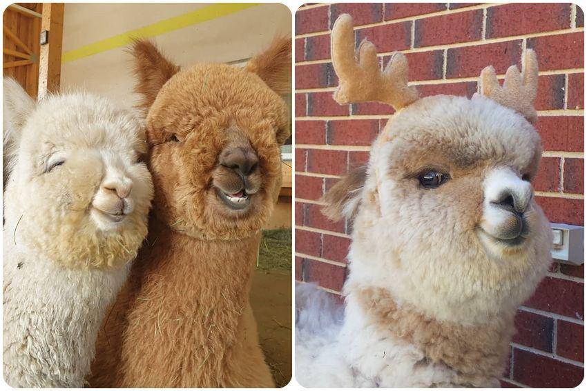 kolase potret lucu alpaka (instagram.com/alpakazuchtsiebenhirten | instagram.com/alfie_the_alpaca_in_adelaide)