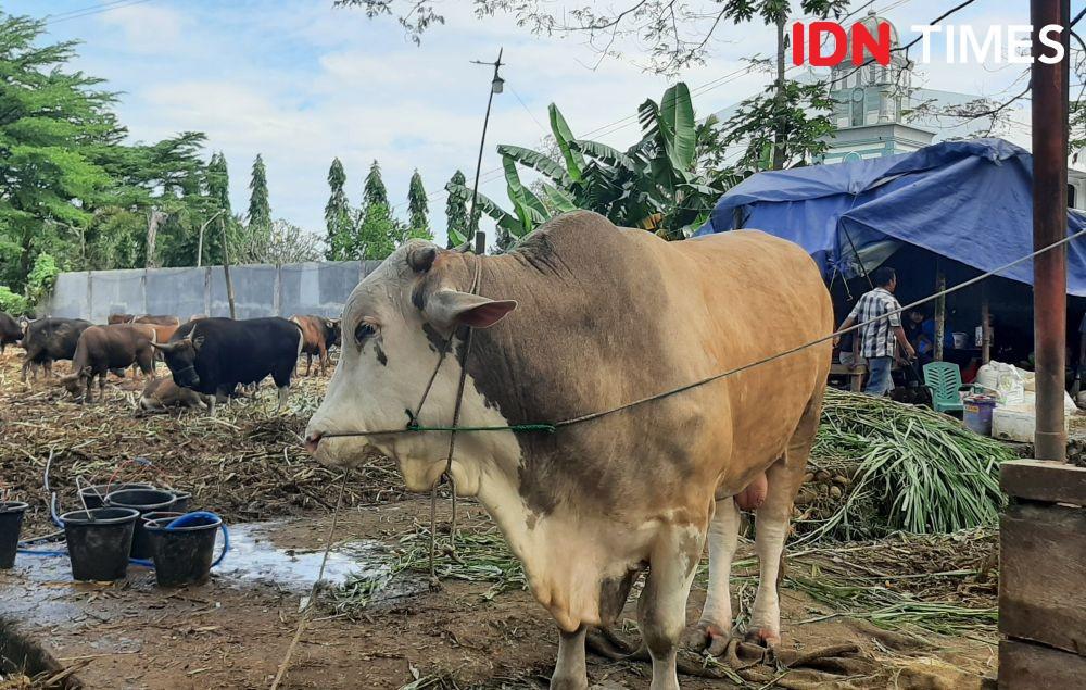 Ilustrasi Sapi jenis Simmental Brahman. Dahrul Amri/IDN Times Sulsel