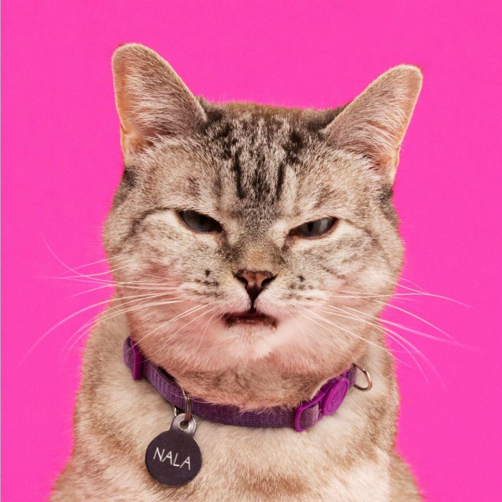 9 Potret Nala, Kucing dengan Follower Terbanyak di Instagram