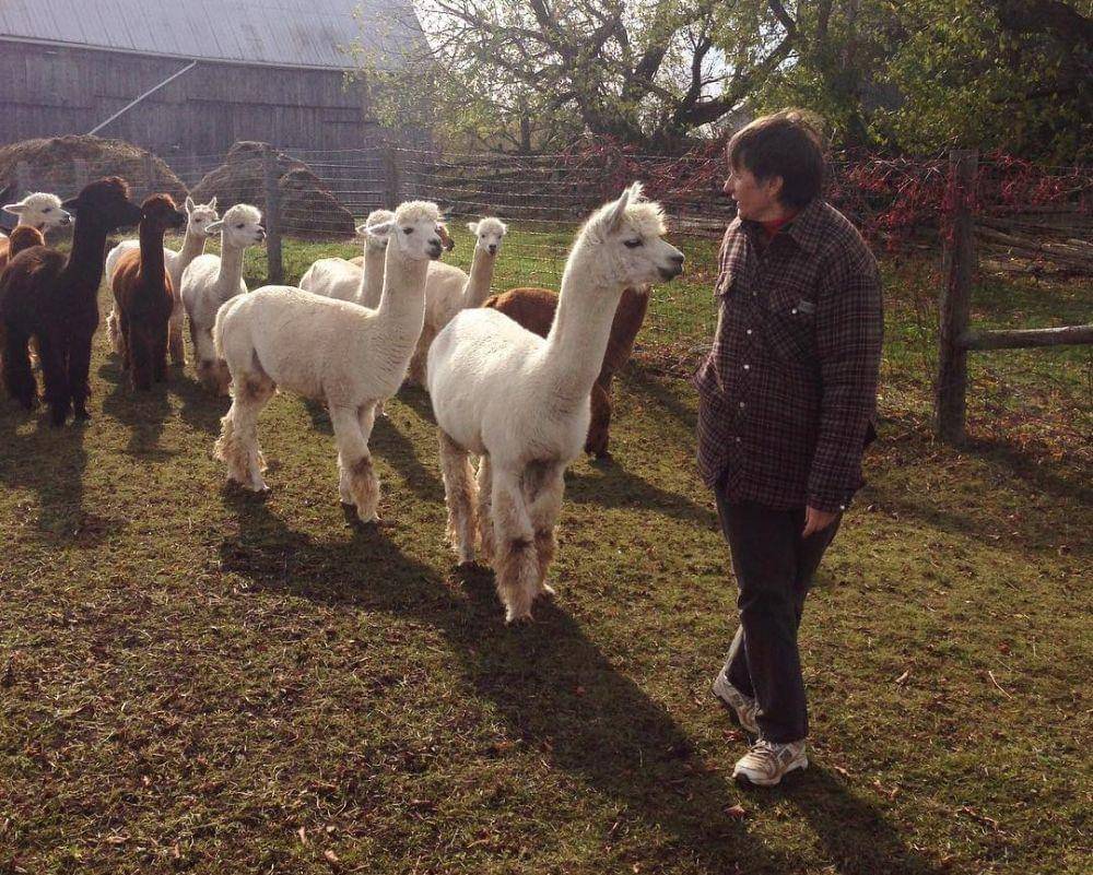 potret seorang peternak Alpaca di Toronto yang melakukan counterurbanisation (instagram.com/bayofquinte)
