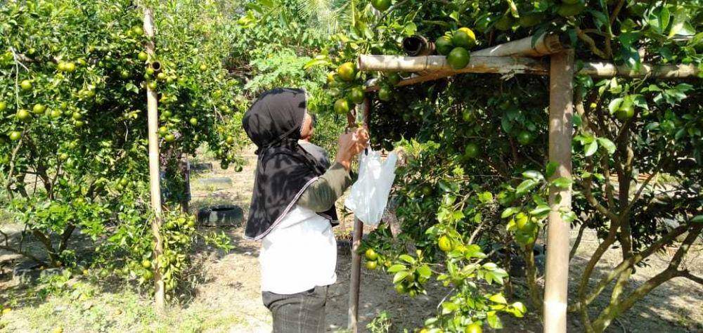 Agrowisata kebun jeruk di Bantul.(IDN Times/Daruwaskita)
