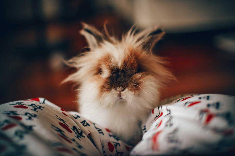 ilustrasi anak kelinci (pexels.com/@wildlittlethingsphoto)