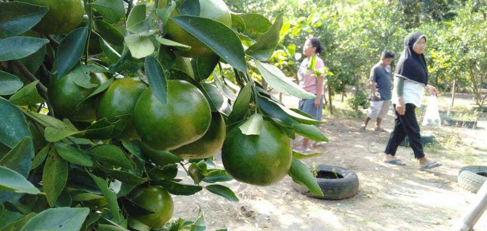 Agrowisata kebun jeruk di Bantul.(IDN Times/Daruwaskita)