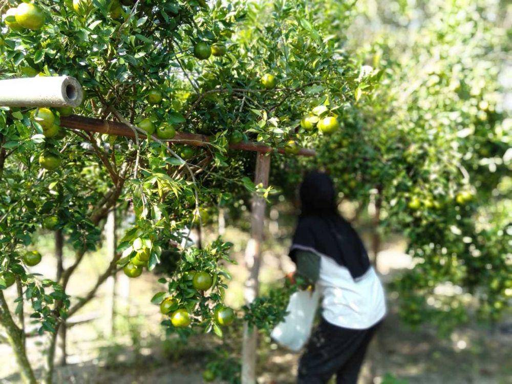 Agrowisata kebun jeruk di Bantul.(IDN Times/Daruwaskita)
