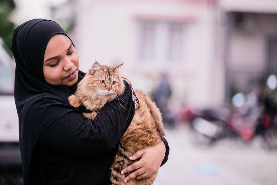 ilustrasi kucing dengan pawrent (pexels.com/asad photo maldives)
