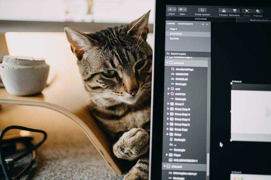 ilustrasi kucing merespons manusia (pexels.com/joão jesus)