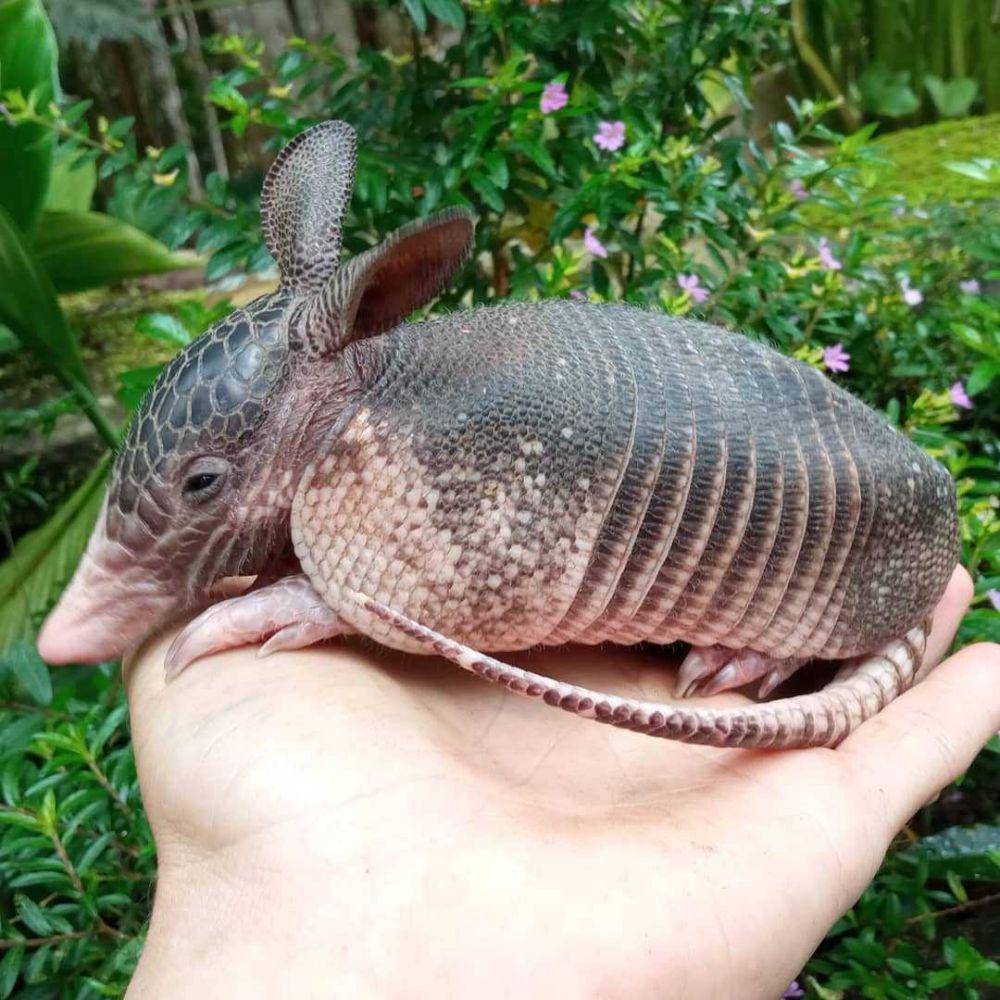 Armadillo (instagram.com/carlosguille42)
