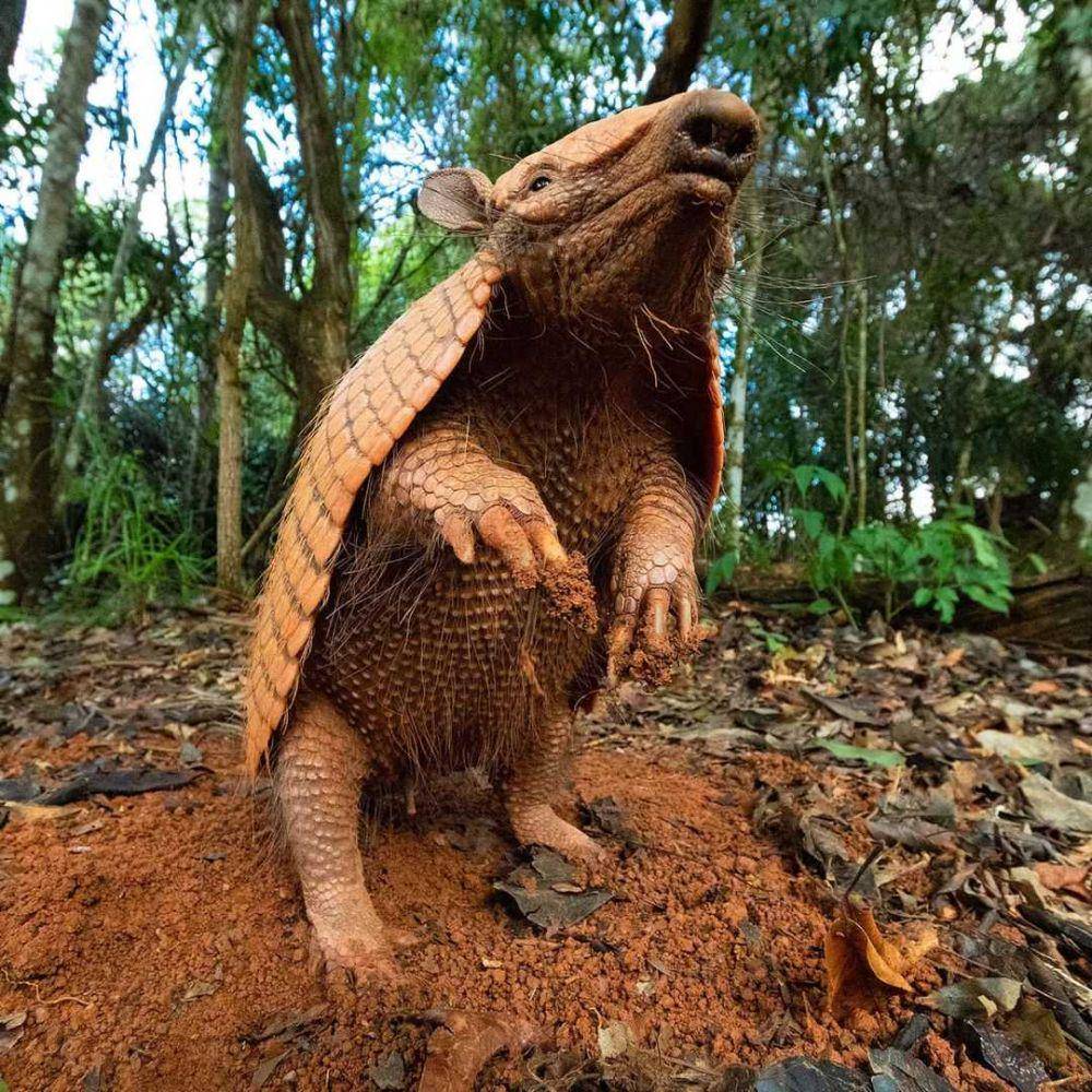 Armadillo (instagram.com/danieldegranville)