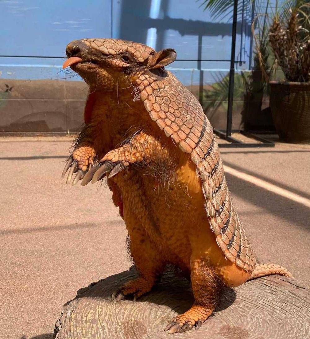 Armadillo (instagram.com/ohmygoat1)
