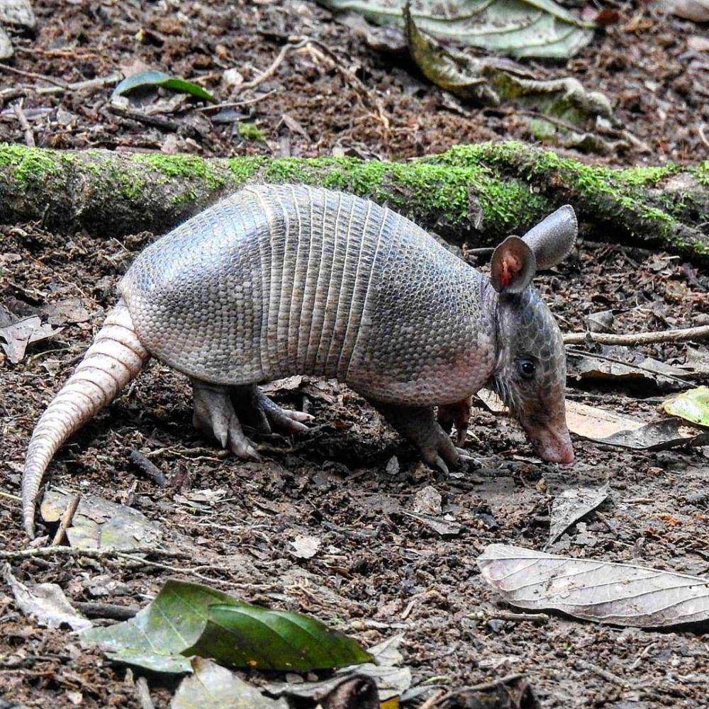 Armadillo (instagram.com/moens.michael)