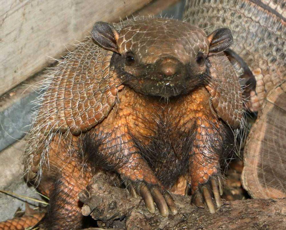 Armadillo (instagram.com/dallaszoo)