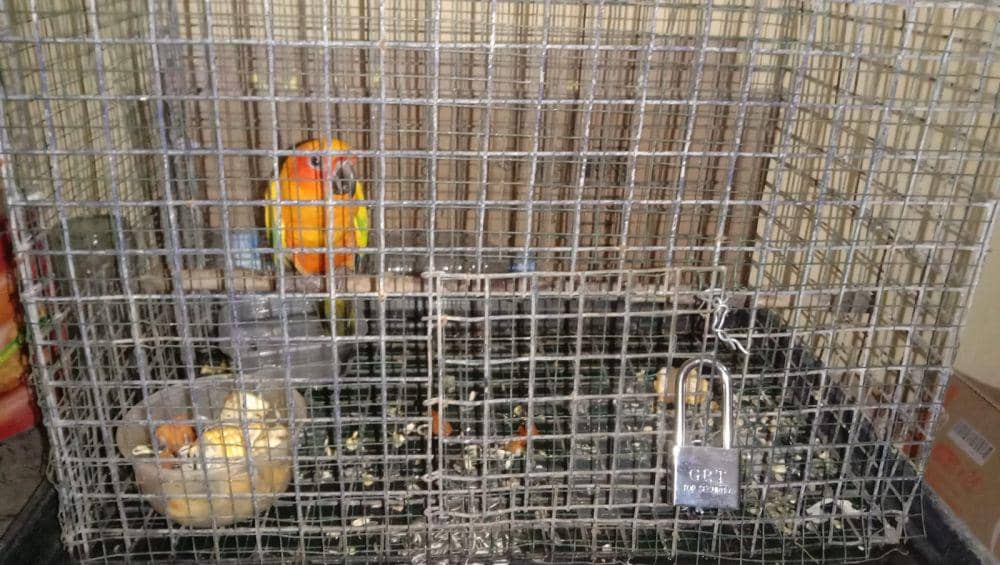 Puluhan burung di Maharani Zoo dicuri, pelakunya ternyata karyawan sendiri. Dok Humas Polres Lamongan