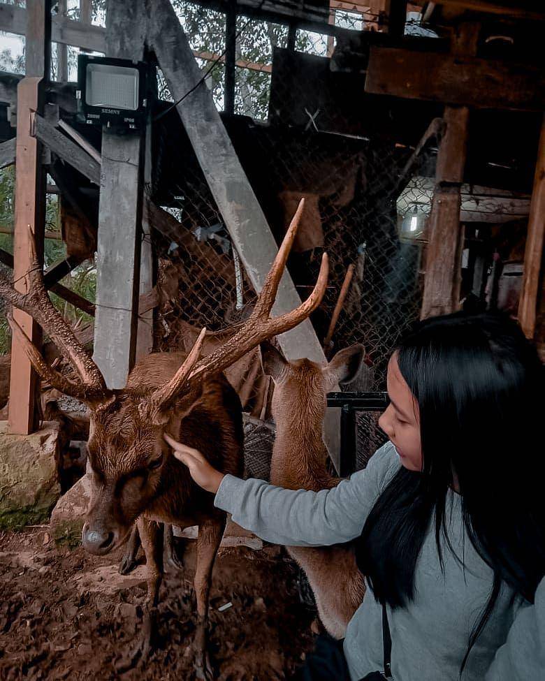 penangkaran rusa di Desa Api-Api (instagram.com/ochasng_)