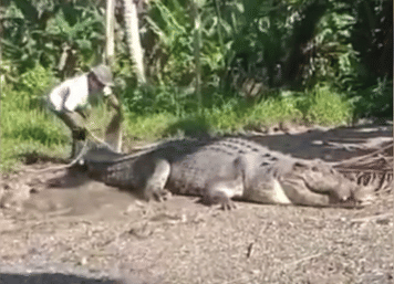 Seorang warga menangkap buaya raksasa di Buton, Sulawesi Tenggara, Sabtu (25/6/2022). Instagram/butoninfo