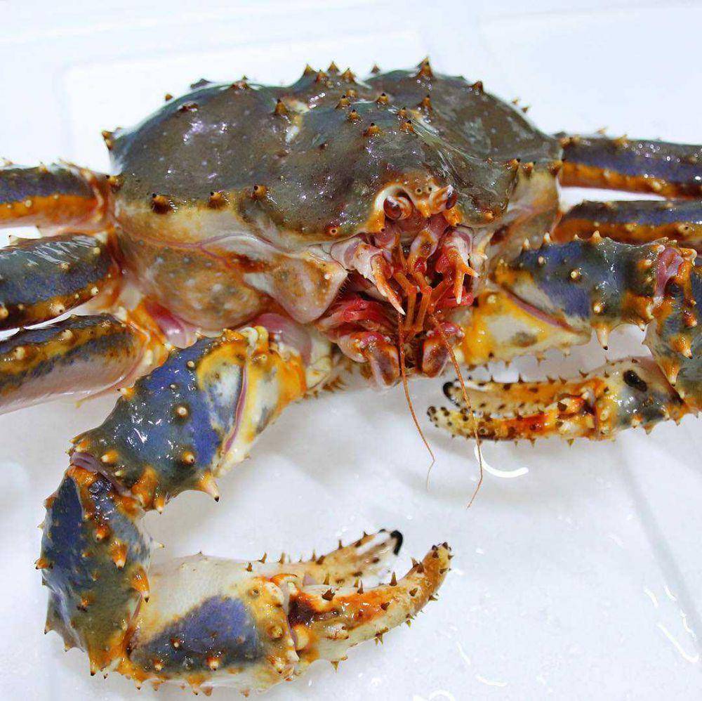kepiting aburagani (instagram.com/vikingsmarket_official)