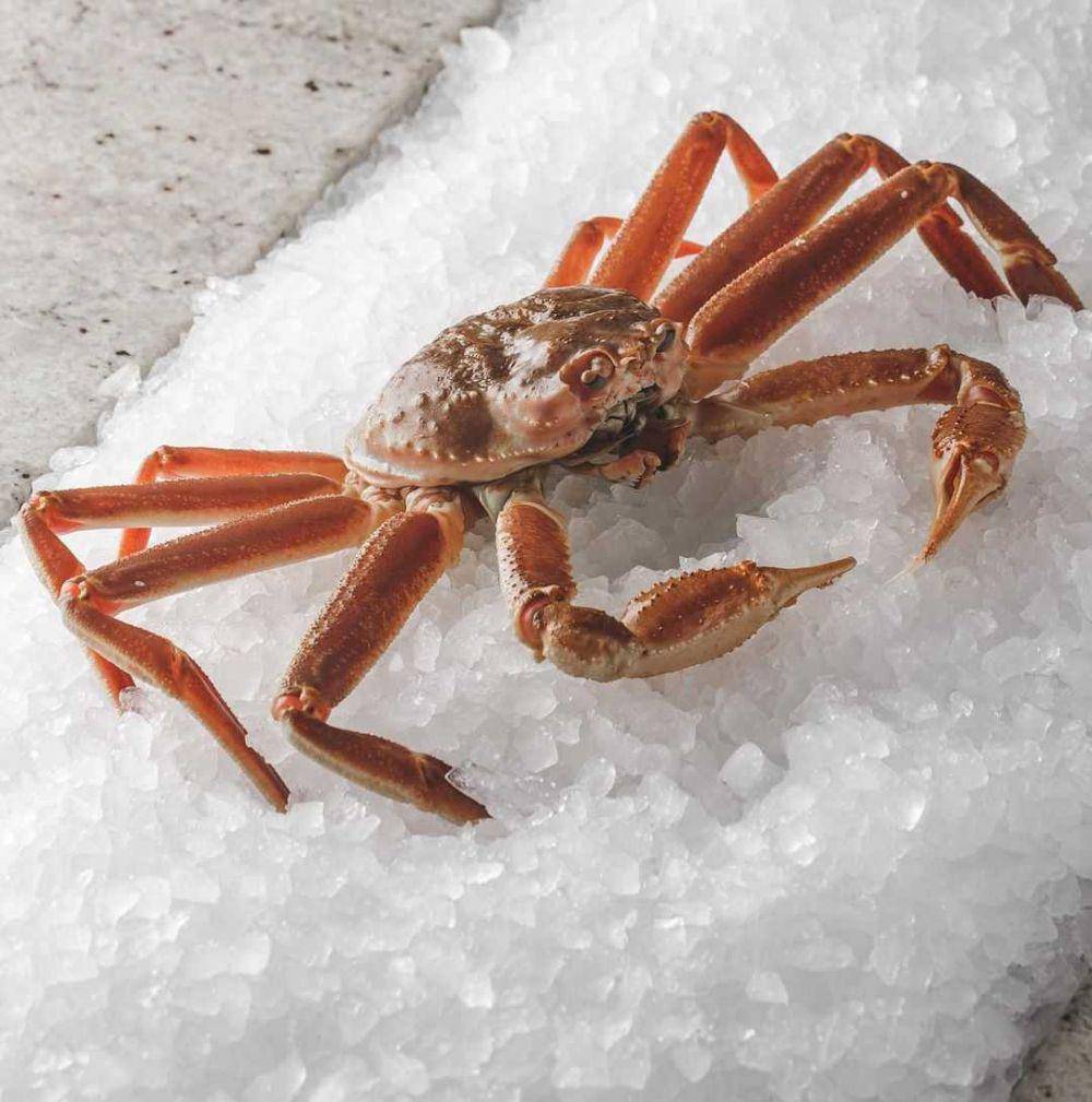 kepiting salju (instagram.com/tristinfarmer)