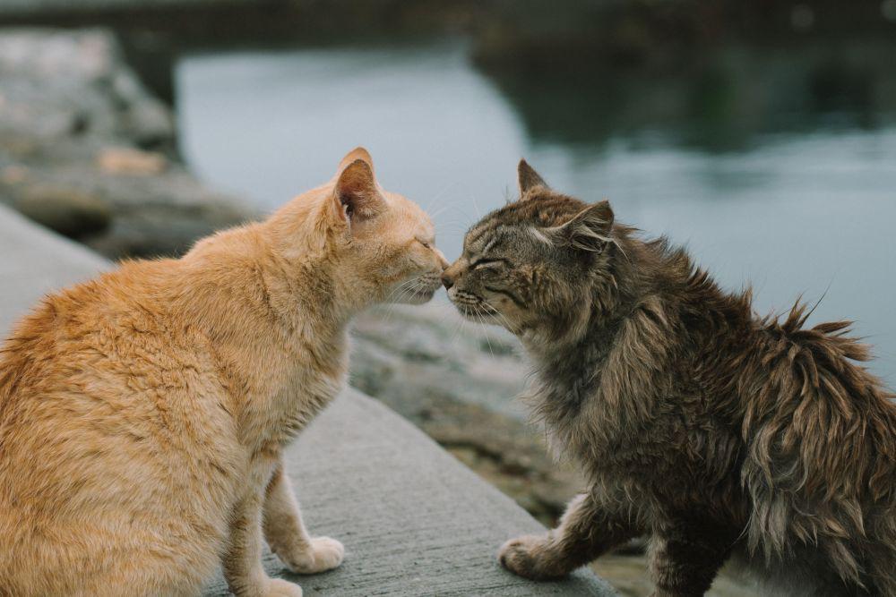 5 Pulau dan Desa yang Disebut sebagai Surga Pencinta Kucing