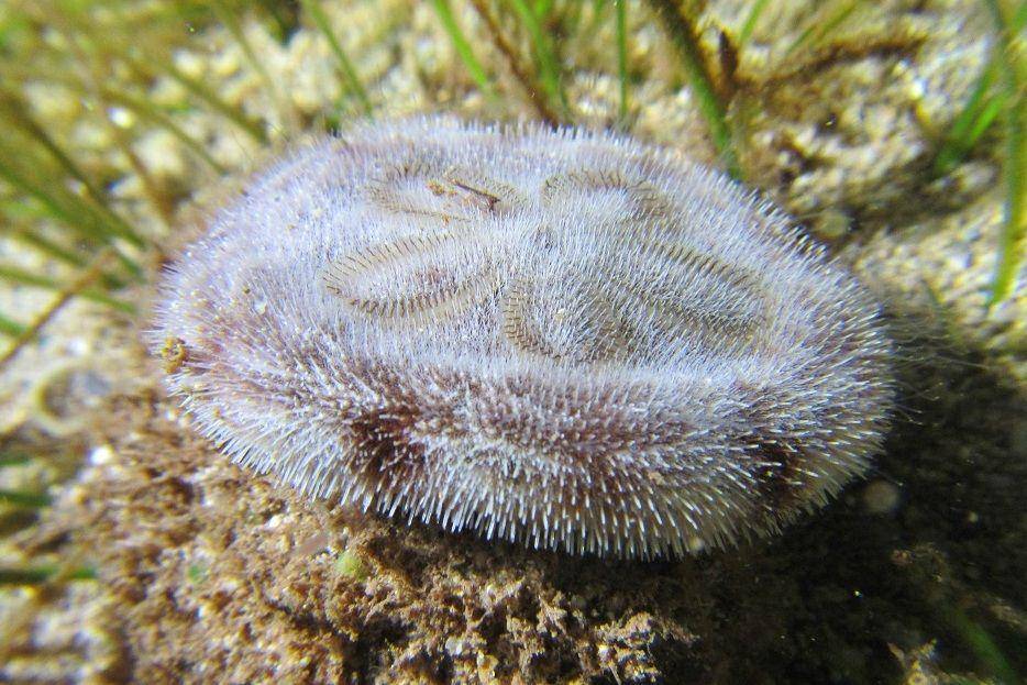 ilustrasi sand dollar di dalam laut (commons.wikimedia.org/Frédéric Ducarme)