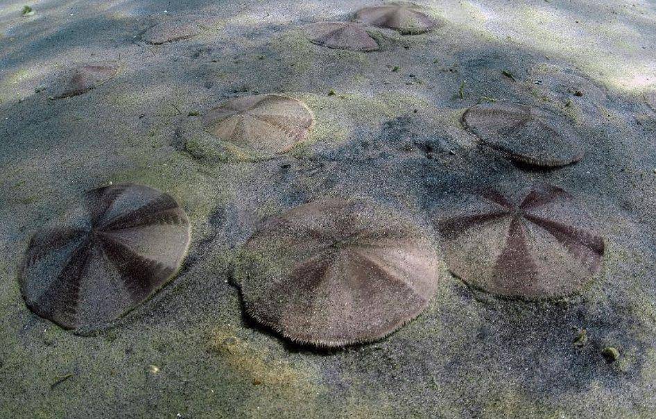 ilutrasi sekumpulan sand dollar (commons.wikimedia.org/Roger Grace)