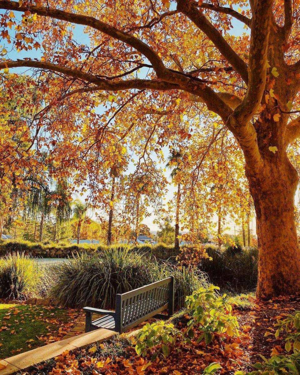 Wagga Wagga Botanic Gardens (instagram.com/visitnsw)