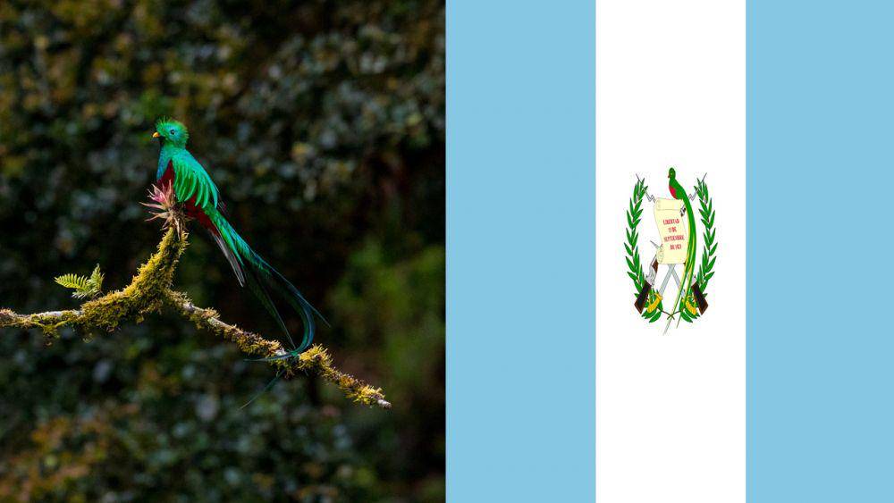 potret burung resplendent quetzal dan bendera Guatemala (unsplash.com/Zdeněk Macháček | pixabay.com/OpenClipart-Vectors)