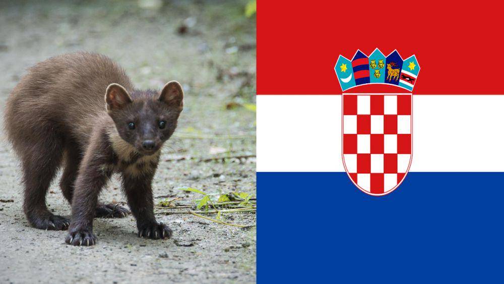 potret marten pinus Eropa dan bendera Kroasia (pixabay.com/Lubos Houska | pixabay.com/Clker-Free-Vector-Images)