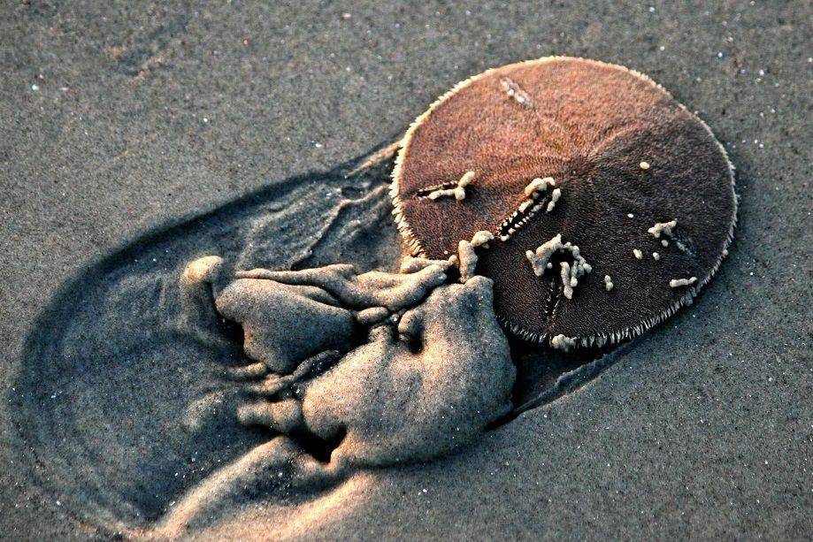 ilustrasi sand dollar mengubur diri di pasir (commons.wikimedia.org/John Tracy)